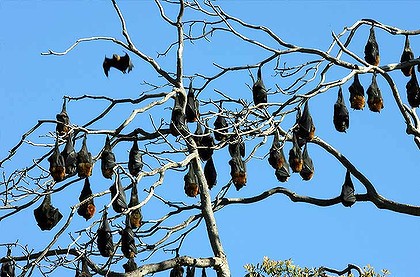 Flying Foxes in tree